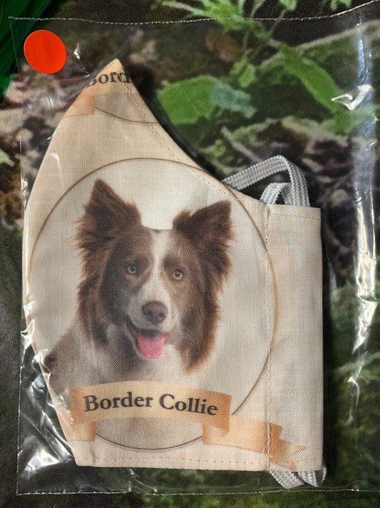 Chocolate & White Border Collie head