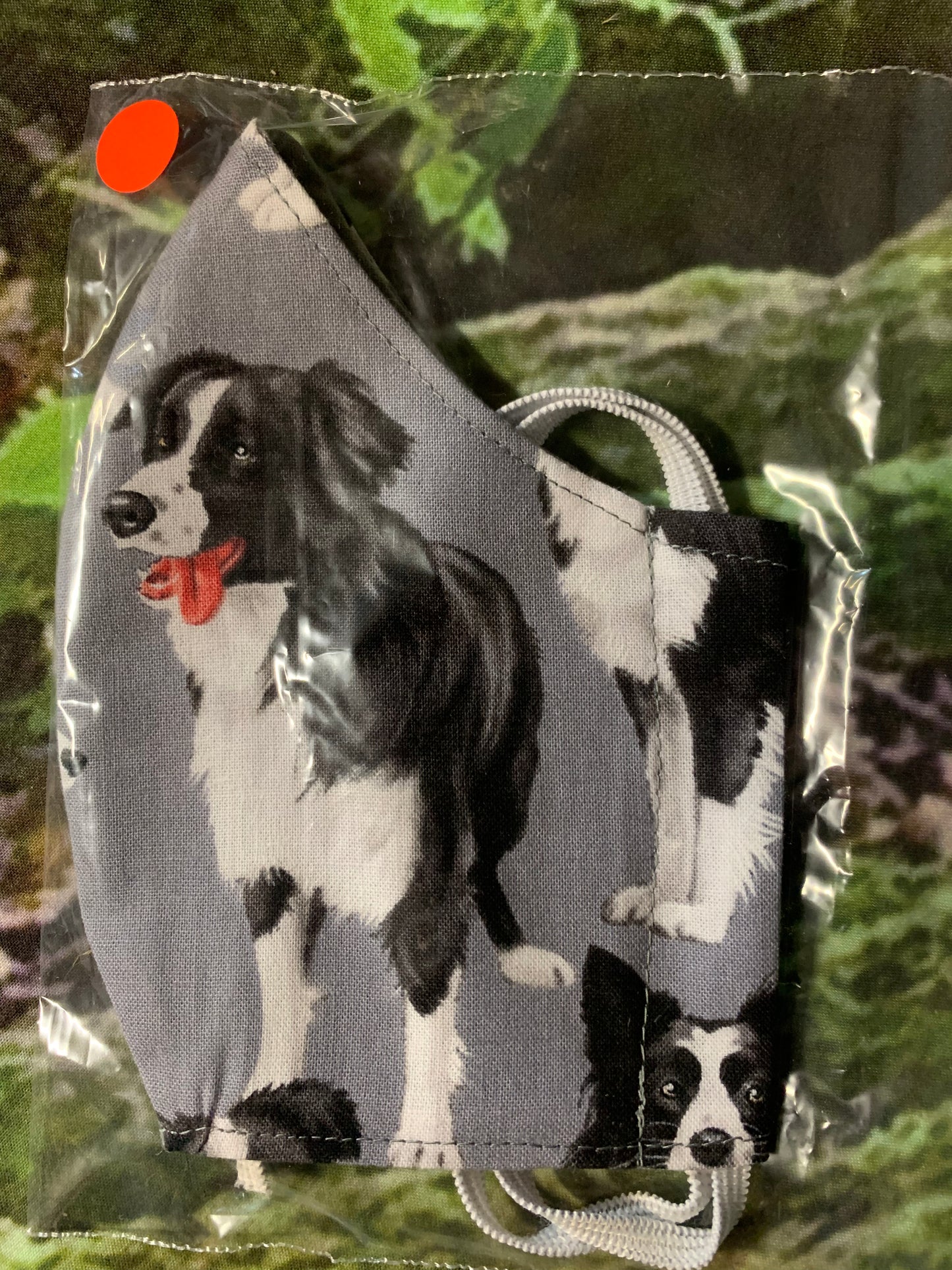 Black & White Border Collie Head