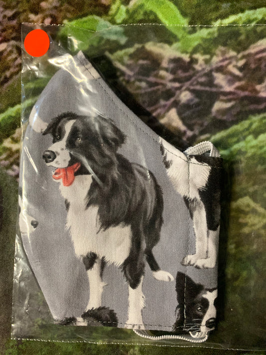 Black & White Border Collie Standing